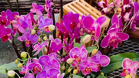 The Symbolism of Phalaenopsis Magic Ary Orchids in Art and Literature
